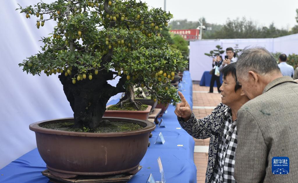 免费炸三张金花游戏